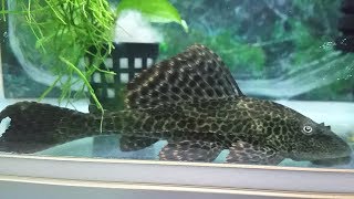 What to feed Pleco fish Do Plecos need to be fed [upl. by Nonahs]