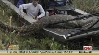 Massive 16 Foot Florida Burmese Python Eats Deer  44 Inch Girth [upl. by Ednarb]