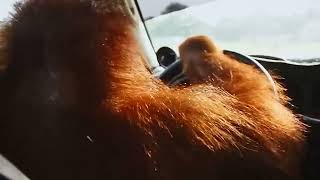 Orangutan driving like in sopranos  dunkey sound [upl. by Issi]