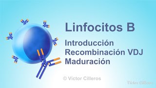 Linfocitos B Introducción Recombinación VDJ y Maduración [upl. by Shiekh]