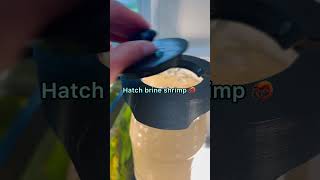 Easiest Brine Shrimp Hatchery 10 Off AquaticTips10aquariumfish [upl. by Kerat]