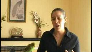 Caring for Parakeets  Safety Hazards for Parakeets [upl. by Enar]