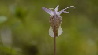 Calypso bulbosa in Sweden [upl. by Hearsh875]