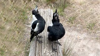 Magpies singing their hearts out❤️🐦🐦shorts shortvideo [upl. by Nehtiek]