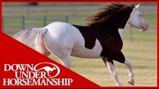 Clinton Anderson Presents Titan a Legend in the Making Lesson 7 Part 1  Downunder Horsemanship [upl. by Afton]