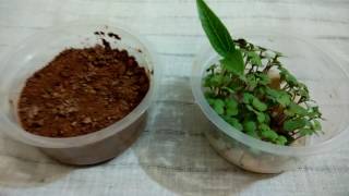 Germination experiment cotton be soil [upl. by Atinas]