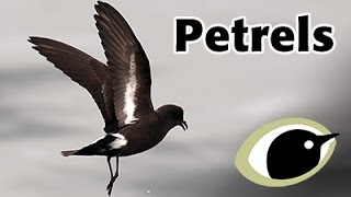 BTO Bird ID  Petrels [upl. by Ansela876]