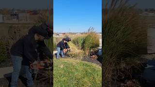 Cutting LARGE grasses with the ECHO HC152 ECHO trimmer gardening lawncare satisfying grass [upl. by Norag100]