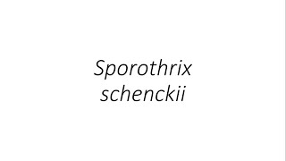 Sporothrix schenckii  Microbiology [upl. by Odnumyar681]