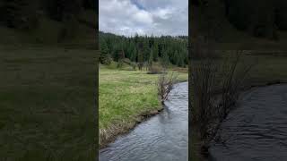 Manastash Creek Yakima River Tributary [upl. by Ardyaf961]