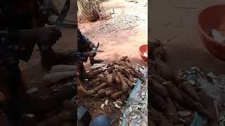 les manioc agro nature travel farming vlog agriculture automobile animals rural [upl. by Oderfliw]