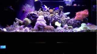 75g Reef Aquarium Day 392 [upl. by Poirer]