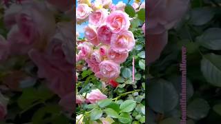 Natural flower gardensflowers roseflowergarden beautifulflowers nature rosegarden rosegardens [upl. by Eugilegna]