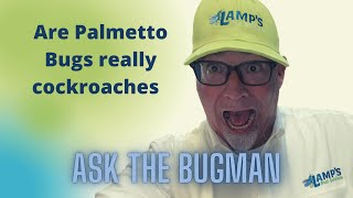 Are Palmetto Bugs Really Cockroaches  Pest Control Lexington SC [upl. by Auqemahs978]