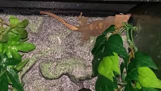 Misting Crested Gecko Terrarium [upl. by Sirtemed]