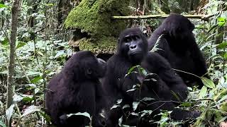 Bwindi Impenetrable Forest Gorilla Trek — Binyindo Group [upl. by Uriisa]