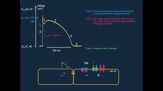Hjertets aktionspotentiale [upl. by Kerk]