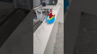 Parrot 🦜🦜 Dance youtubevideo trending viralvideo [upl. by Ware]