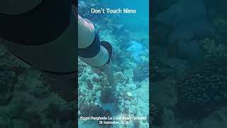 4K Dont Touch Nimo  Egypt Hurghada La Casa Beach shorts snorkeling redsea hurghada nimo [upl. by Rochell434]