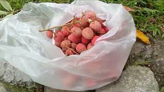 LYCHEE SEASON IN JAMAICA  lychee martini  lychee benefits [upl. by Einrae]