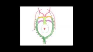 Medical Embryology  Development of the Aortic Arches and Large Arteries [upl. by Winterbottom]