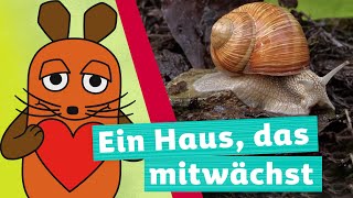 Wie kommt die Schnecke zu ihrem Haus  Die Maus  WDR [upl. by Ahseiyt]