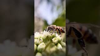 Aprende sobre el vuelo de las abejas [upl. by Arrej]