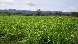 Características del Ensilaje de Maiz y Pasto Tifton 85  TvAgro por Juan Gonzalo Angel [upl. by Delbert763]