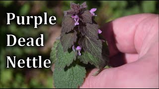 How to Identify Purple Dead Nettle  Lamium purpureum [upl. by Einberger452]