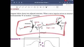 DSE BIO Ch 16 Part 15 DSE 2021 IB Q2 direction of neurotransmission [upl. by Odell]