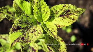 Plectranthus scutellarioides Vieux garcon [upl. by Llehcsreh826]