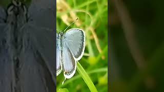 butterfly in the garden 5 minutes in the garden ASMR nature butterfly [upl. by Cissiee792]