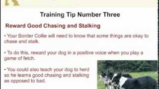 Border Collie Training  Stop Your Dog From Chasing and Stalking [upl. by Swane]