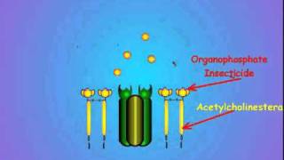 7 Acetylcholinesterase and Insecticide Inhibition [upl. by Inkster]