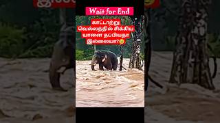 காட்டாற்று வெள்ளத்தில் சிக்கிய யானை தப்பியதா இல்லையா elephant forest river fighting nature yt [upl. by Hayimas]