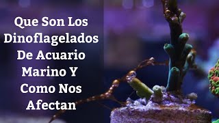 🔵 Que Son Los Dinoflagelados Dinoflagelados De Acuario Marino 1x2 Acuarios MB [upl. by Hourihan477]