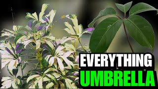 All You Need To Know About The Umbrella Tree Schefflera Arboricola Schefflera actinophylla [upl. by Gibert]