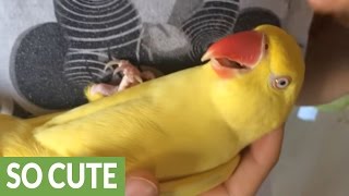 Parrot furiously squawks when owner stops petting her [upl. by Inig]