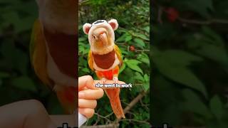 A very insecure little parrot shortvideo rescue cute cuteanimals animals [upl. by Nnahaid]