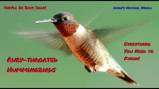 The Rubythroated Hummingbird Everything You Need to Know [upl. by Anitnuahs469]