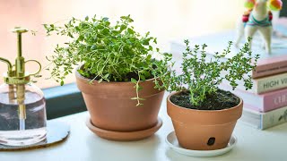 How To Grow Thyme at Home indoors  Grow Herbs in Pots  Gardening Tips [upl. by Nohsal]