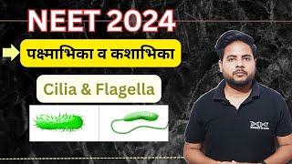 Structure of Cilia and Flagella  पक्ष्माभिका व कशाभिका की संरचना  NEET 2024  Target NEET [upl. by Ahsinauq]