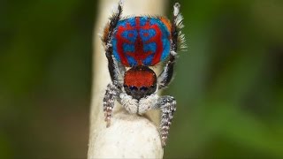 Cientistas descobrem novas espécies da deslumbrante aranhapavão [upl. by Refeinnej]