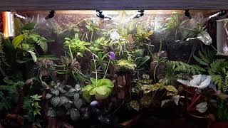 Orchidarium watering system 201931 [upl. by Nwahsad734]