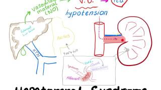 Hepatorenal Syndrome mechanism [upl. by Ximena433]