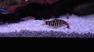 Yoyo Loach Eating Snail [upl. by Zacek]