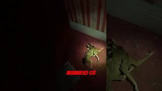 MUMMIFIED CAT FOUND viral scary ghost parnormal horrorstories haunted [upl. by Eihtak823]