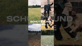 Schutzhund Training Protection Dog Training in Alabama schutzhund protectiondog igptraining [upl. by Vacuva639]