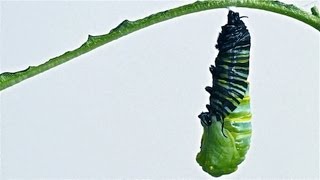 Caterpillar to Chrysalis Metamorphosis Timelapse [upl. by Sonja209]