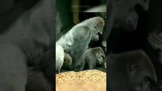 Gorillas Dominance  Chest Beating [upl. by Burdett]